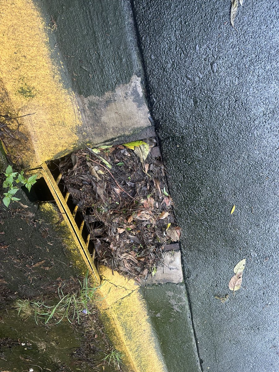 <a href="/HuixquiGob/">Gob Huixquilucan</a> Nuevamente se se solicita barrido de hojarasca en Bosque de Mayorazgo, ya se ha tapado varias veces el drenaje y causado daños mayores. CCP <a href="/RominaCDV/">Romina Contreras</a>