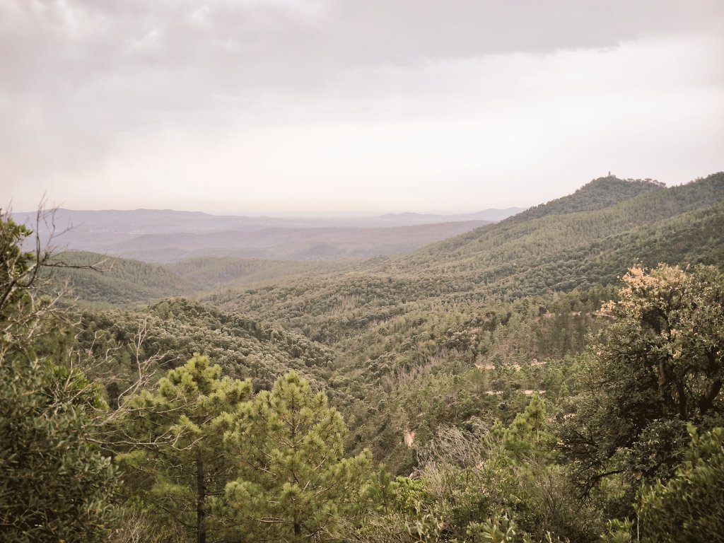 Hem trobat la Nala!!!

Dos dies i mig després, ha aparegut al final de la riera de Castanyet, a Can Malladó, en direcció contrària on esperàvem. Està rendida.

Gràcies infinites a tots per la difusió i en especial, a la Gemma, en Badia i la Mireia, que ens heu ajudat a trobar-la