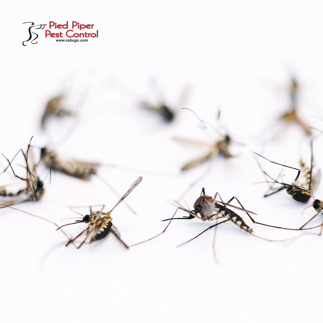sabugs1's tweet image. Don’t let mosquitos become a nuisance to your residential or commercial property!

Call (210) 702-2060 to schedule a free inspection. We can help.

monkeylink.co/2c0fff
#PiedPiperPestControl #PestControlServices #AffordablePestControlService