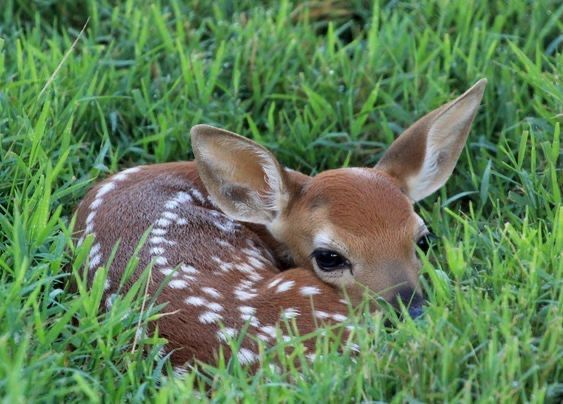 out of context deer (@contextdeers) on Twitter photo 