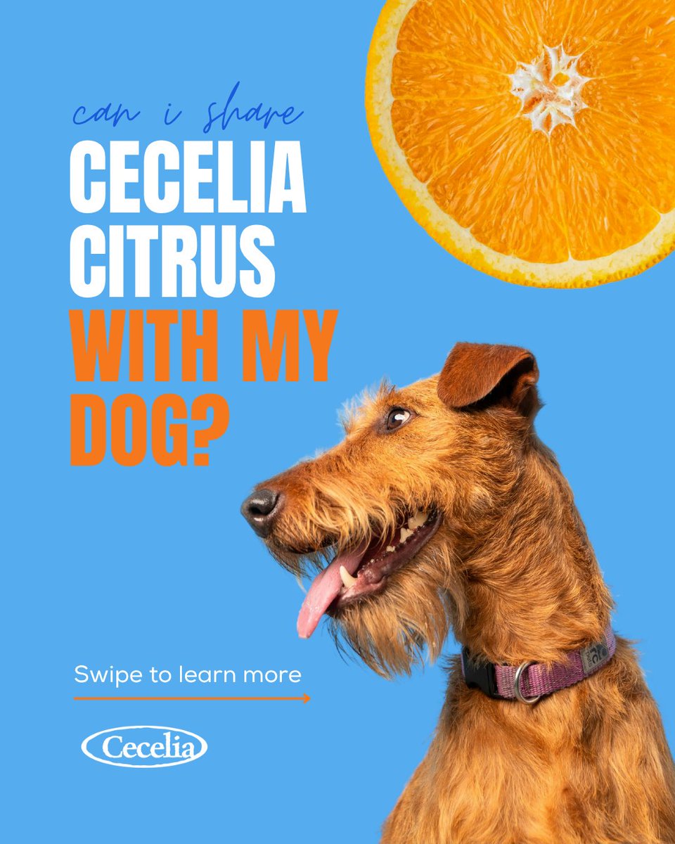 CeceliaPacking's tweet photo. Cecelia citrus is best enjoyed with friends - even the 4-legged ones! 🐶 Oranges can be a healthy treat for your pup with these best practices 🍊

#CeceliaPacking #NationalDogDay #CitrusFruit https://t.co/qm8BRNeD65