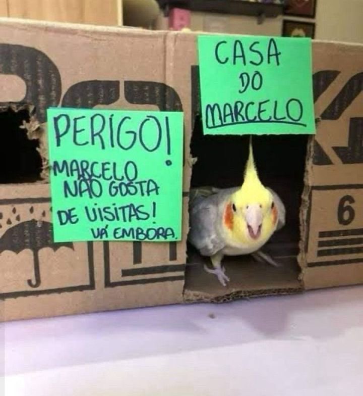 shitpostverdade's tweet photo. https://t.co/qQM6Yz4q54