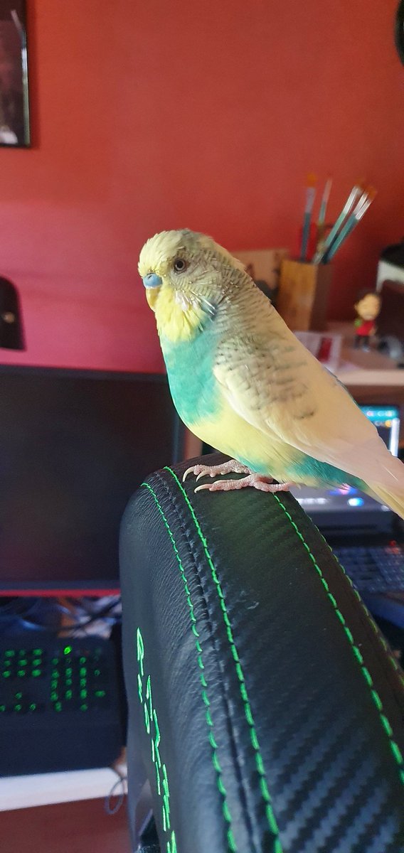 WeskFireSun's tweet photo. I miss my silly goosee <3 https://t.co/attjitzoUt