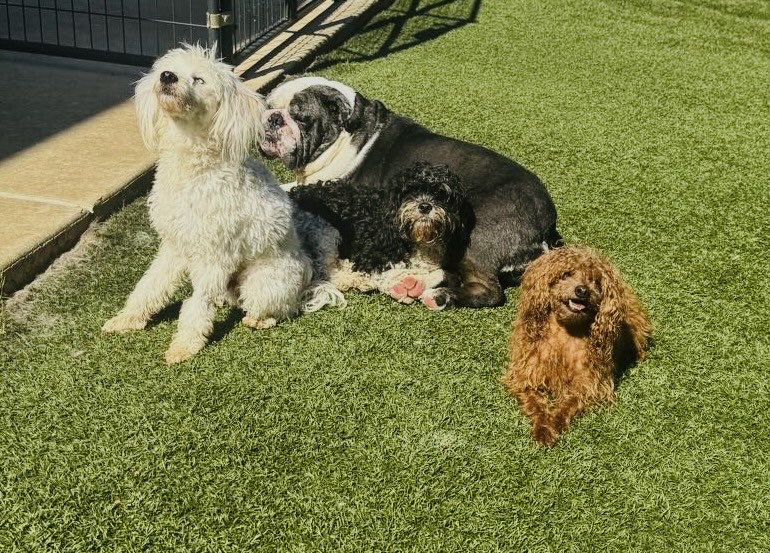Happy International dog day from my gang. 

Adopt, don’t shop! 🐾🐾🐾🐾