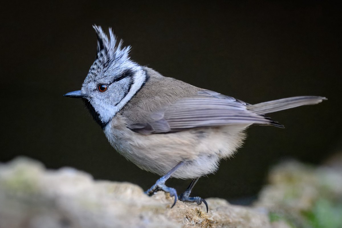 Crested Tit close up!