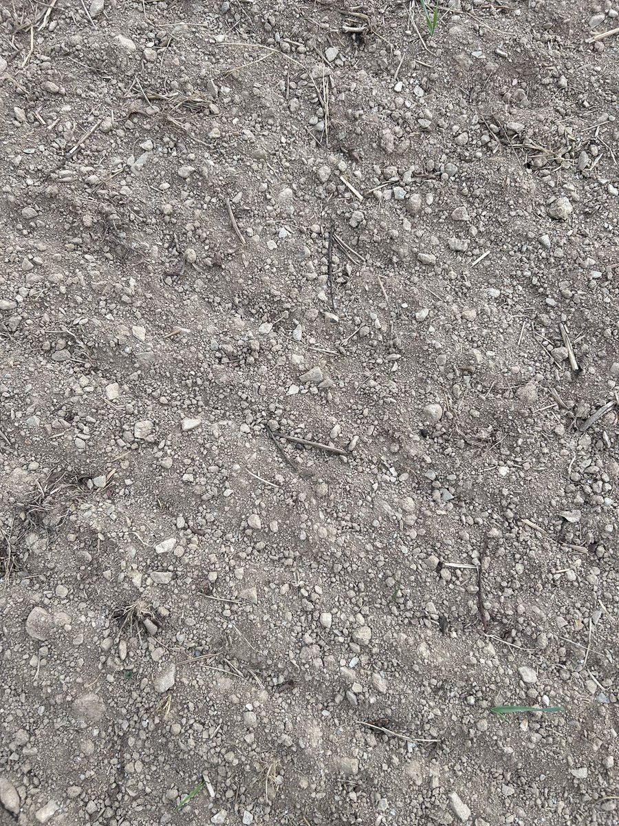 Forage rape and kale drilled 16 days ago at home….seed not even chitted. Please rain 😩