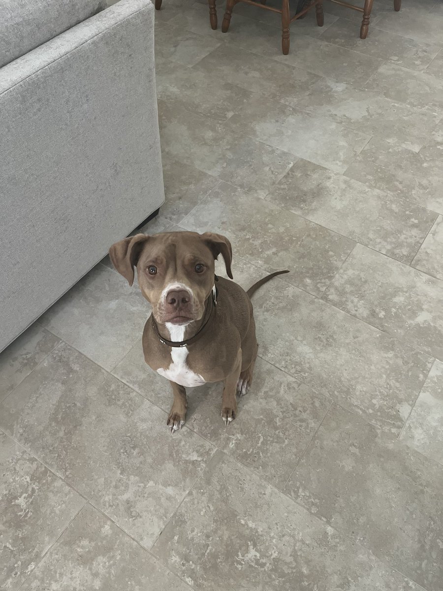 themorgrose's tweet photo. Happy international dog day 💕 https://t.co/jHLA2EyHpw