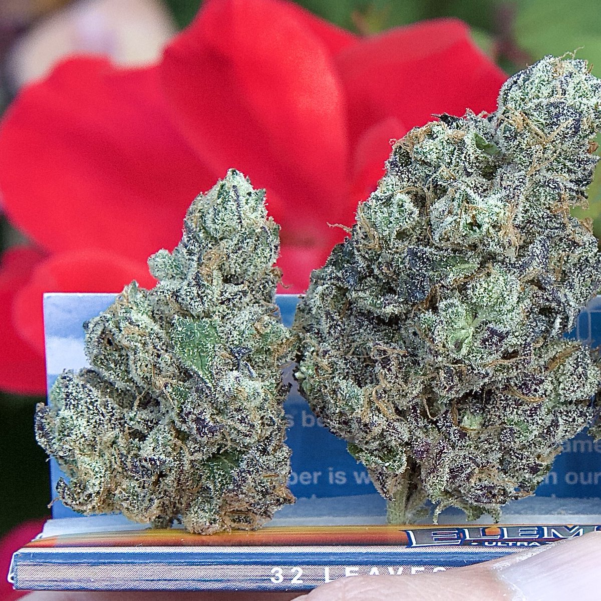 SpliffWizard (@spiiffwizard) on Twitter photo Animal Tsunami 🐶🙈🐯🌊🌊🌊
(AnimalCookies x CaramelTsunami)
Photography <a href="/SpIiffWizard/">SpliffWizard</a>
#marijuana #cannabis #cannabislife
#StonerFam #420content #weedsmokers #sexystoners #spliffwizard #weedlife Animal Tsunami 🐶🙈🐯🌊🌊🌊
(AnimalCookies x CaramelTsunami)
Photography <a href="/SpIiffWizard/">SpliffWizard</a>
#marijuana #cannabis #cannabislife
#StonerFam #420content #weedsmokers #sexystoners #spliffwizard #weedlife