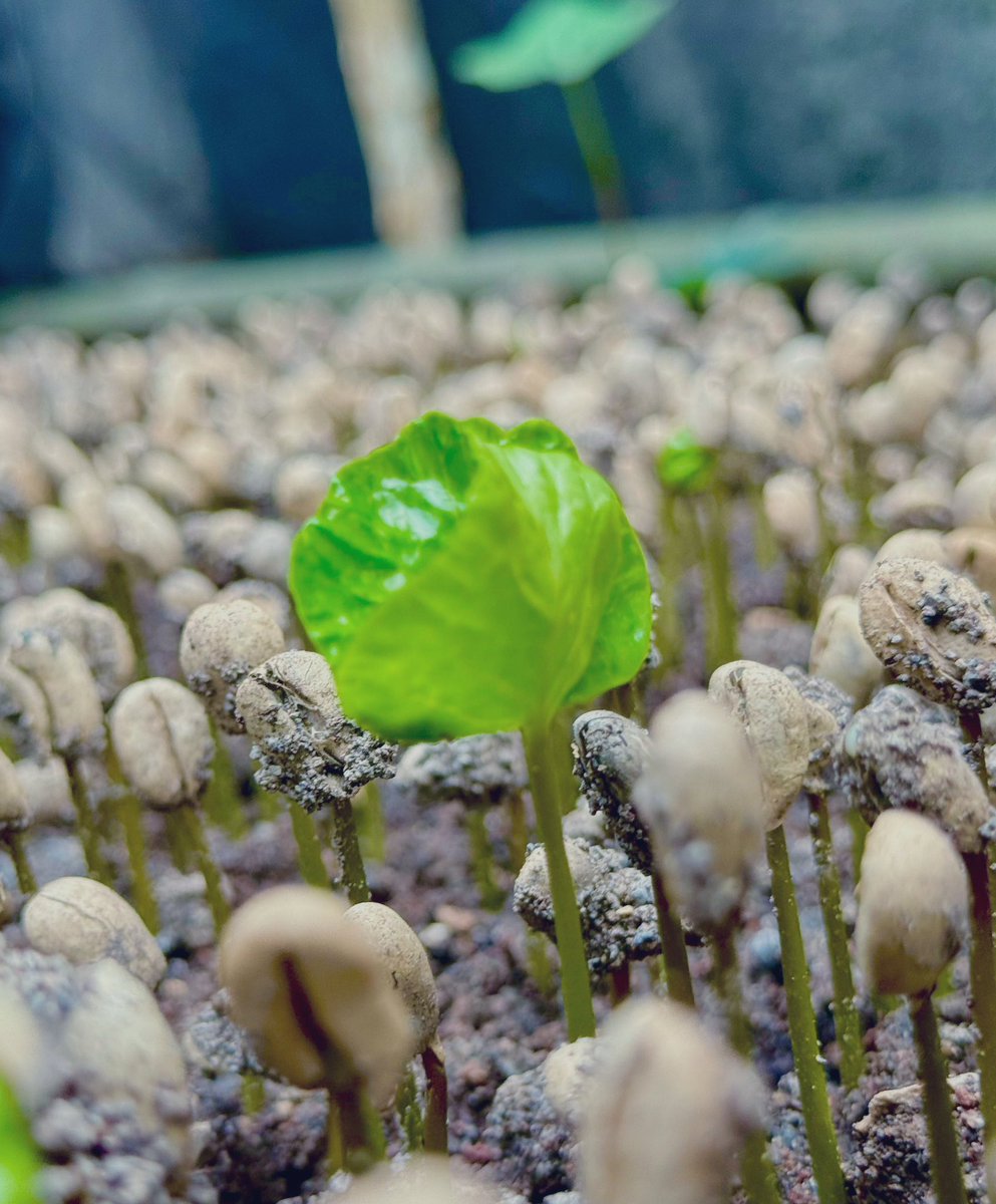 Hoy hice la última entrega de café personal aquí. Y no fue planeado. 

Muchas gracias a las personas que pidieron café estos días. 

Me regreso a Córdoba a sembrar semillas de café en nuestro vivero. Pero vuelvo lo antes posible para traer más café. 

¡Viva el café mexicano!