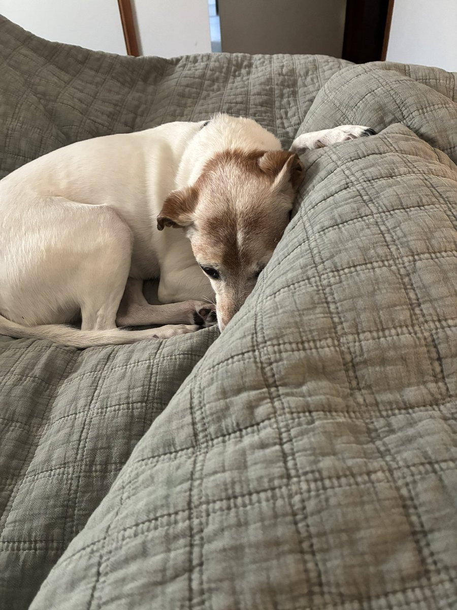 I regret to inform you all that I have developed a severe case of Aggressive Canine Paralysis 

I’m literally pinned down over here. Not sure the way forward. Please keep me in your thoughts…

☺️☺️☺️