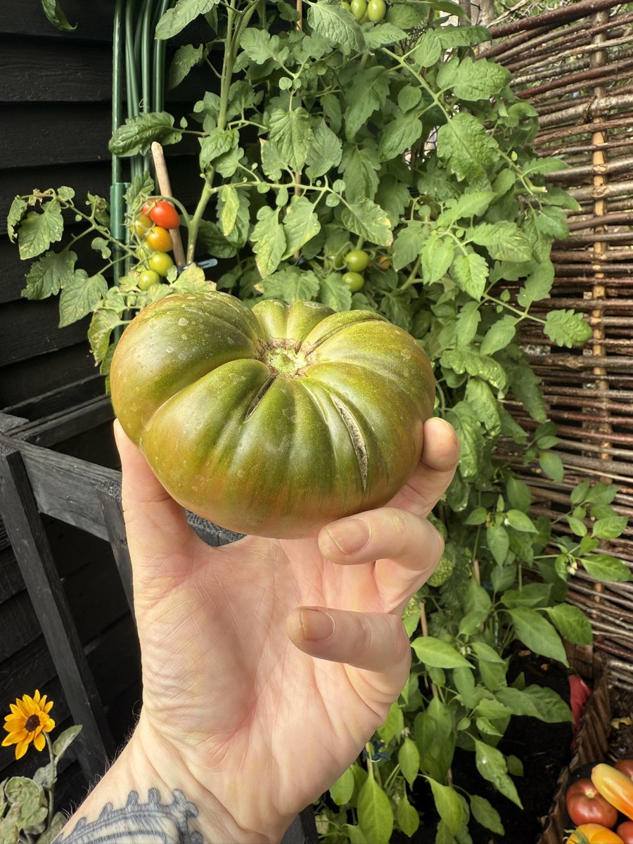 This is just a few of the 40… YES FORTY.. tomato plants. I’ve gone into overwhelm stasis and can barely eat any now. (I don’t need recipes… I’ve researched them all…it’s just A LOT!).