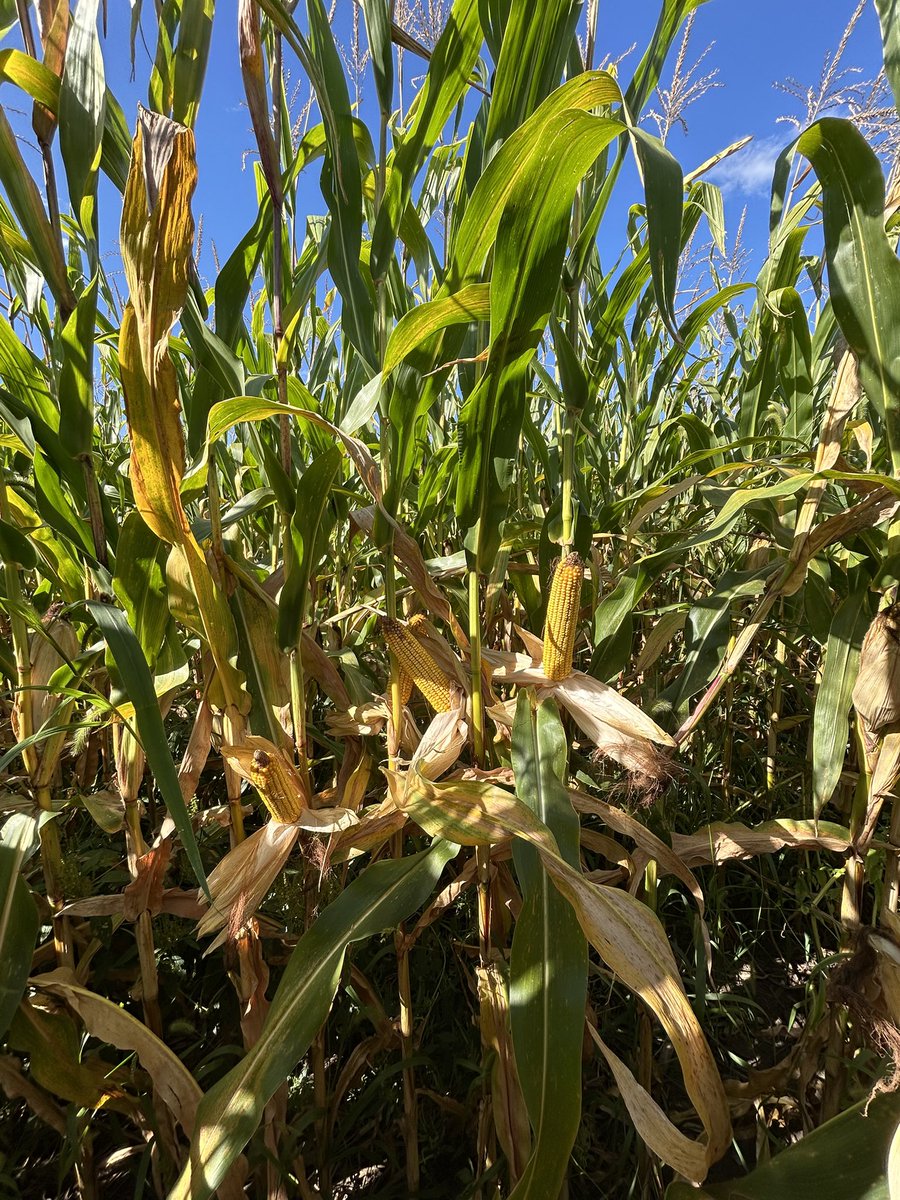 Defund the USDA 2.0 (@dusty3080467325) on Twitter photo RedLineHybrids-<a href="/LineRed8039/">RedLineHybrids</a>
Central Iowa hand shelled 27%
It’s almost go time
Still very little disease RedLineHybrids-<a href="/LineRed8039/">RedLineHybrids</a>
Central Iowa hand shelled 27%
It’s almost go time
Still very little disease