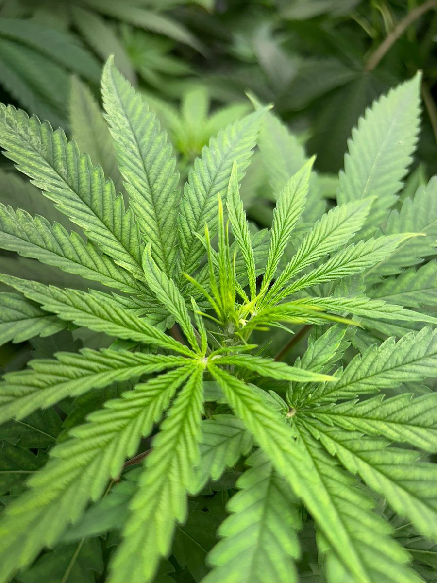 RealWorldWeed tweet media