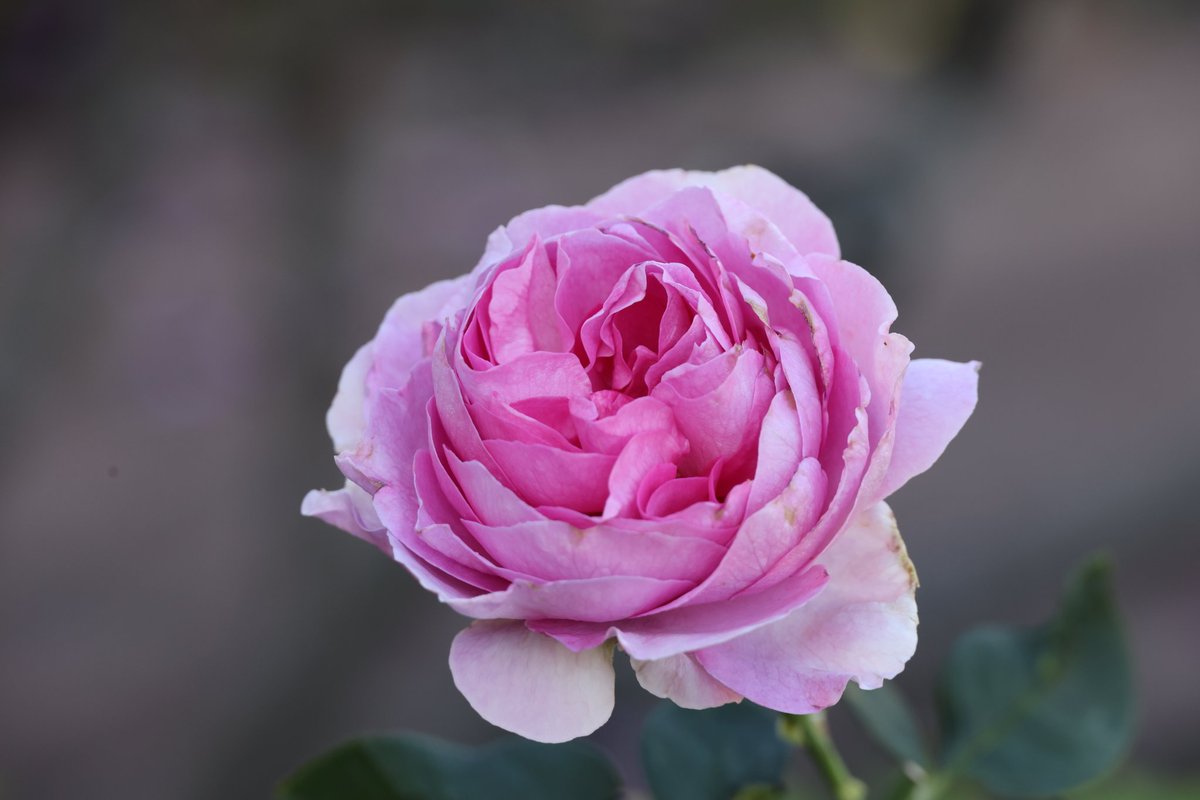 おはようございます。