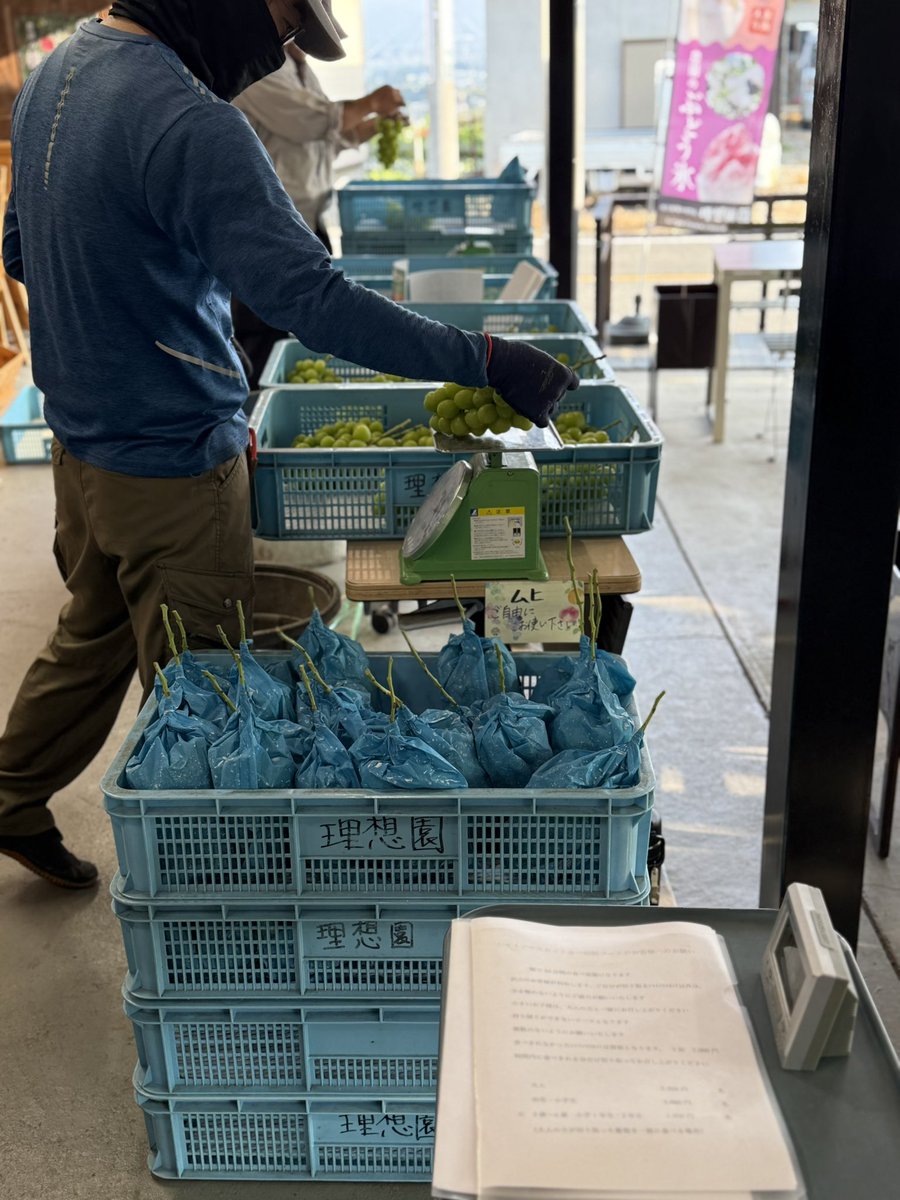 kusashio's tweet image. おはようございます。シャインマスカットの収穫を終え、検品、仕分け作業中です(^^;;