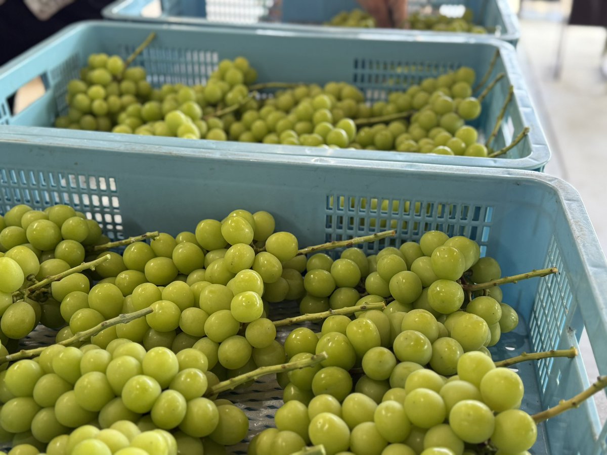 kusashio's tweet image. おはようございます。シャインマスカットの収穫を終え、検品、仕分け作業中です(^^;;