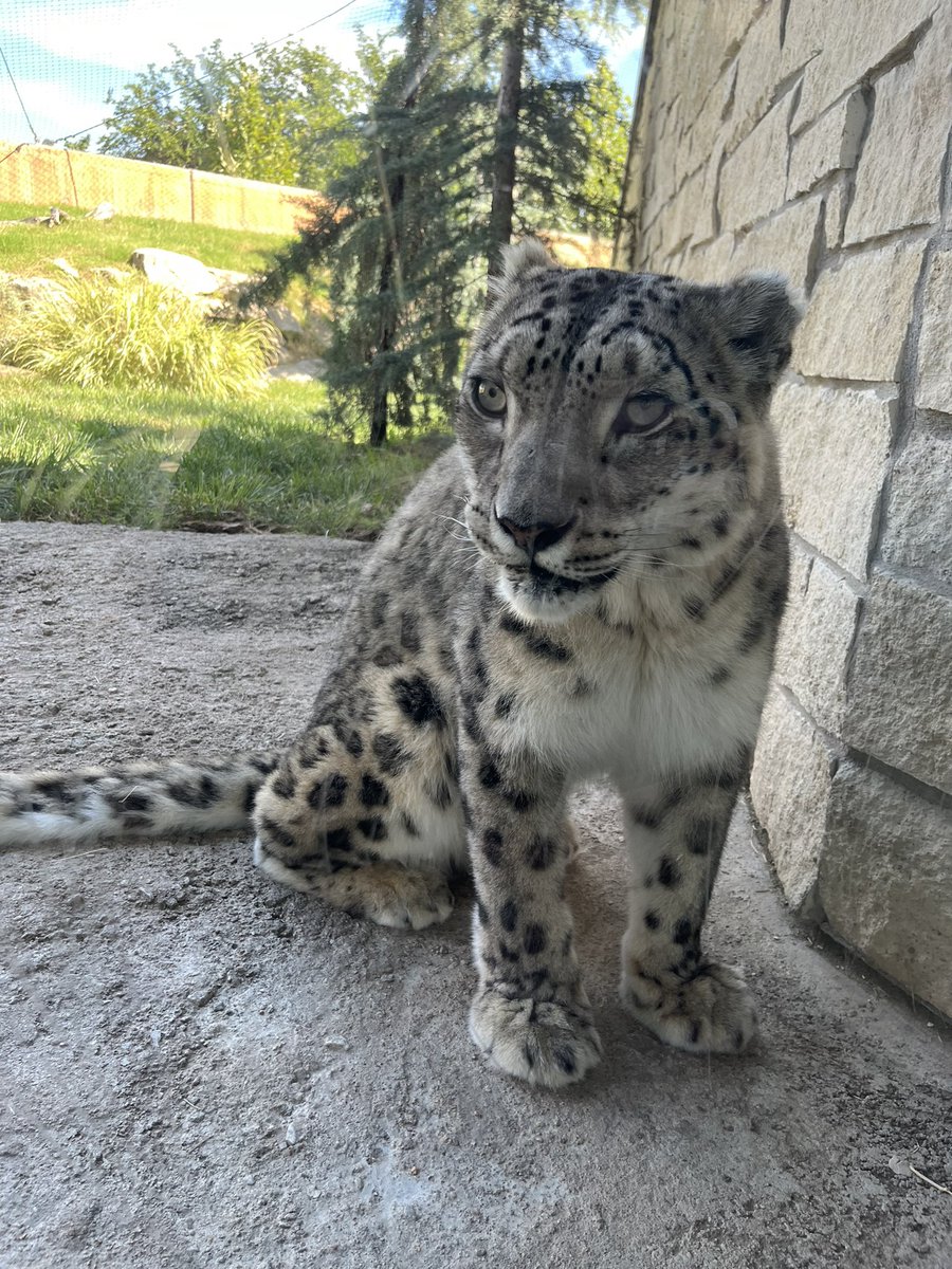 Finally had the chance to see a snow leopard IRL. FREE THEM.