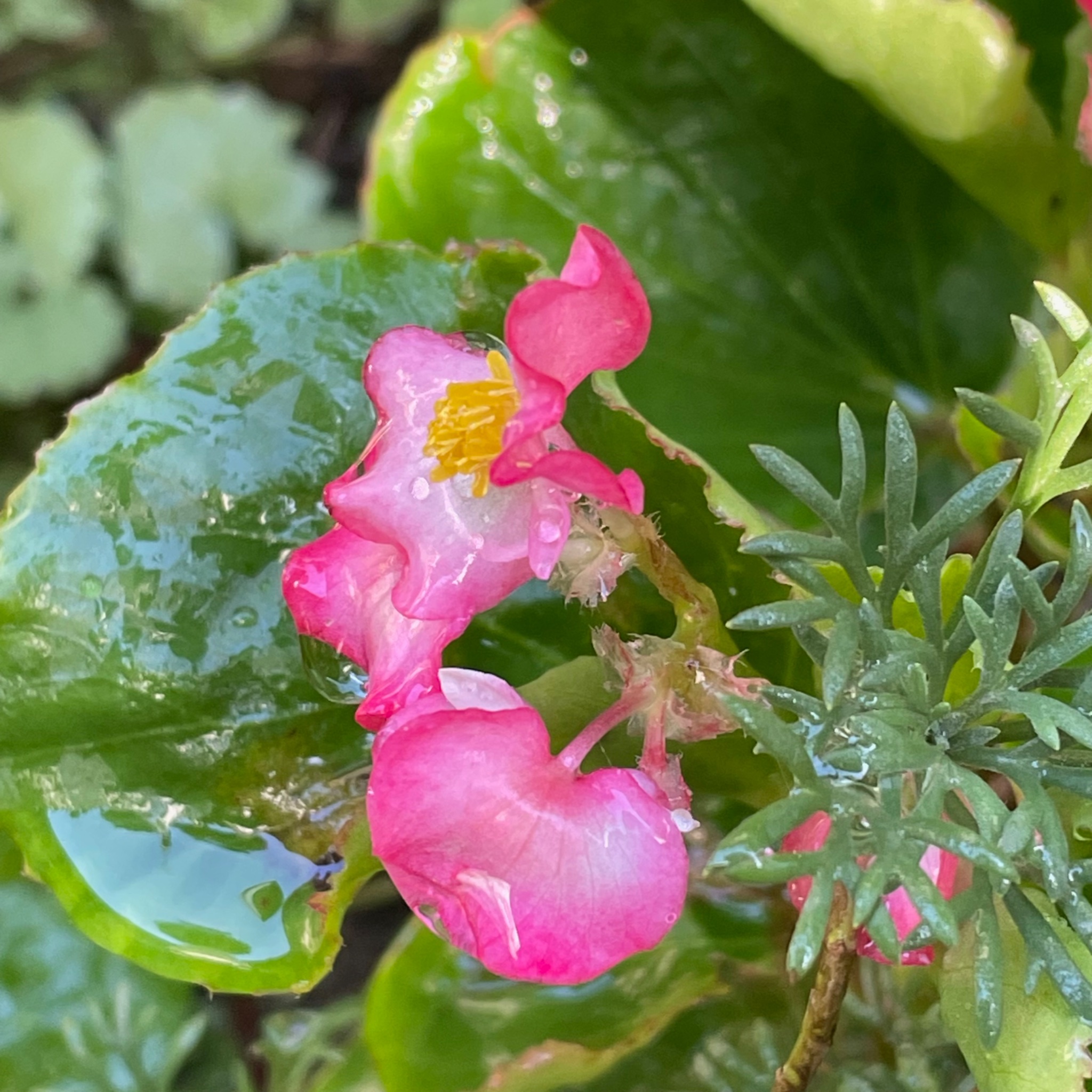 green bottle❣️Begonia ベゴニアおまとめ green bottle❣️Begonia ベゴニアおまとめ Sorry it's too cute