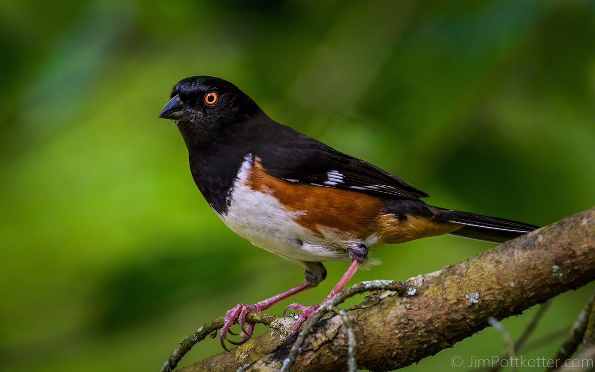Male Eastern Towhees are dazzling with their jet-black heads and rich rufous sides. They sing "drink-your-tea" to claim territory. Look for them in shrubby edges and low branches in the eastern half of the US. #birds #wildlife #nature