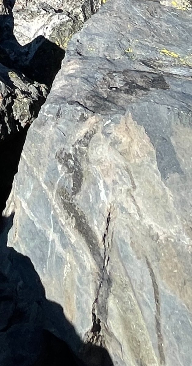 ⚡️Numerous lightning strikes around Mount Thielson- in fact they call it the "lightning rod" of the Cascades due to its jagged peak and location that attracts lightning. In fact- i've climbed Thielson twice and you can see the fulgurite mineral created at the top. #ORwx #Oregon