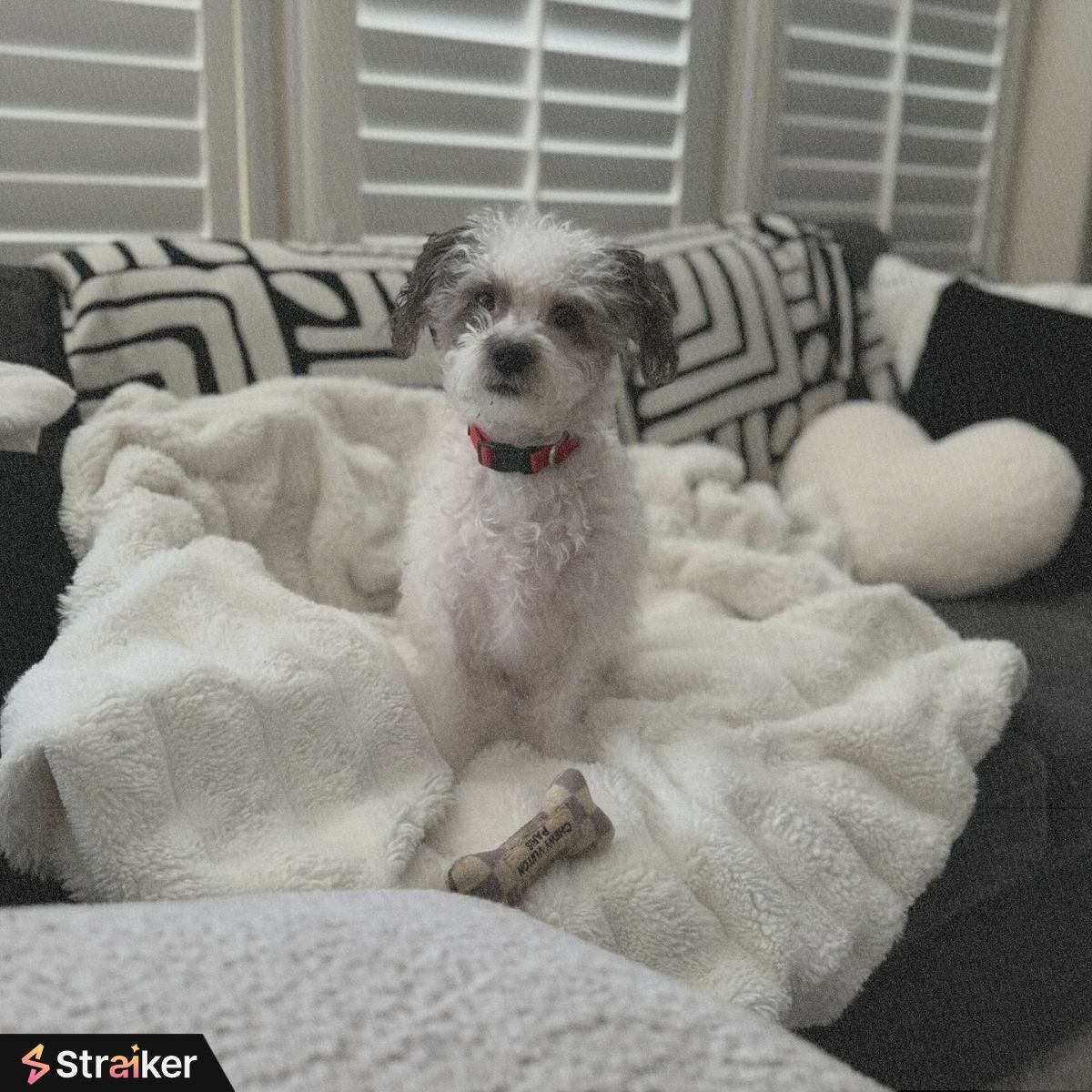 1/2 – On #NationalDogDay, we salute our four-legged guardians. While they guard the door, Straiker guards AI agents.

Can you guess which pup belongs to which Straiker Guardian? 🐾👇