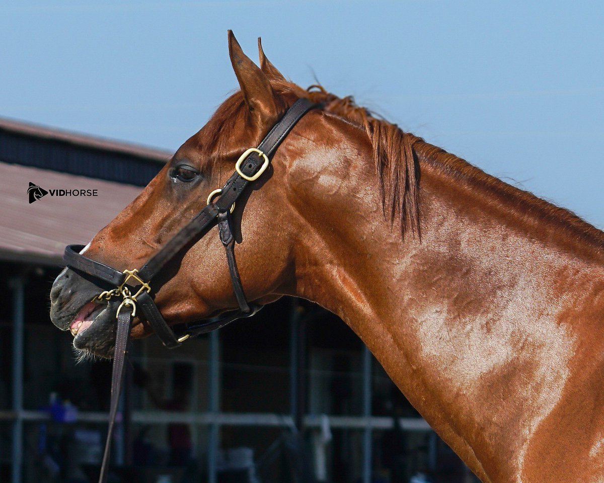 We are proud to welcome Natural Rights, a talented Constitution colt, from the August #FasigDigital sale. Already a maiden winner with a bright future ahead🩵 <a href="/FasigTiptonCo/">Fasig-Tipton</a>