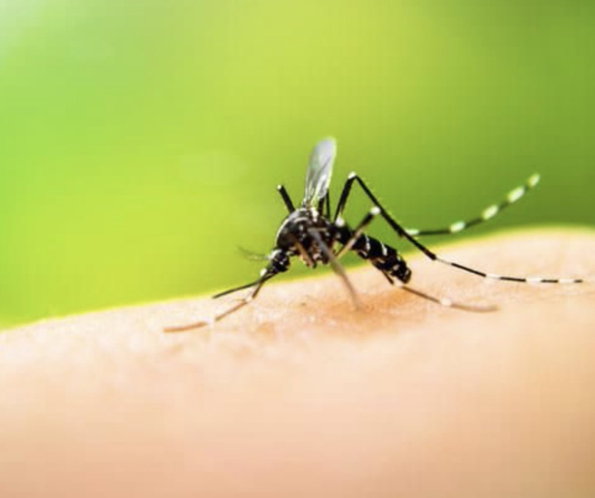 germanstropa's tweet photo. El 26 de agosto se conmemora el Día Internacional de Lucha Contra el Dengue, instituido por la @opsoms.
Sensibilizar a la población y crear conciencia en la prevención de la enfermedad transmitida por el Aedes Aegypti es clave para disminuir su incidencia. 🦟💪🏼 https://t.co/sjpNGZXFIh