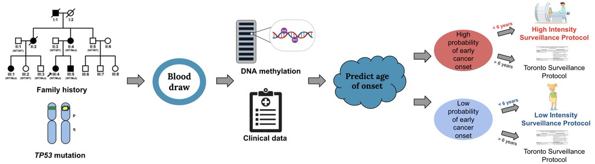 vallisubasri's tweet image. 📢 To personalize screening, we developed an AI model to predict early onset of primary tumors (age &amp;lt; 6) using peripheral blood methylation data of TP53 pathogenic variant (PV) carriers, now published in @NatureComms! ✨💖 rdcu.be/eCAJf
