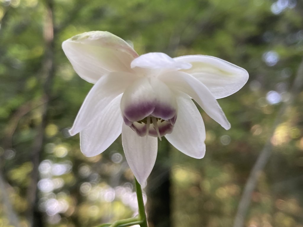 1属1種、日本の代表的な固有種のひとつであるレンゲショウマAnemonopsis macrophylla。全国14の自治体で絶滅危惧種に指定。植物生態園では、京都の猛暑を乗り越えた蕾が開花して、夏の最後を彩っています。#京都府立植物園を守りましょう