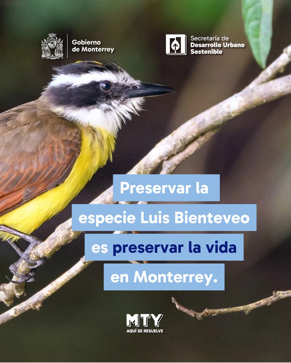 Un visitante alegre y vital, el Luis Benteveo llena de vida el Río La Silla.✨

Su presencia nos recuerda la importancia de cuidar el hábitat natural, porque al proteger el río, también protegemos a las especies que lo habitan y a la biodiversidad de Monterrey. 🌿💚
