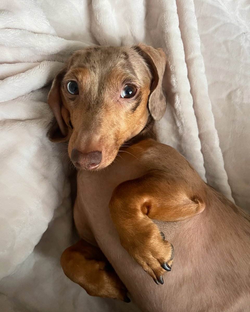 Showing my cute little Bella on national dogs day! 💞