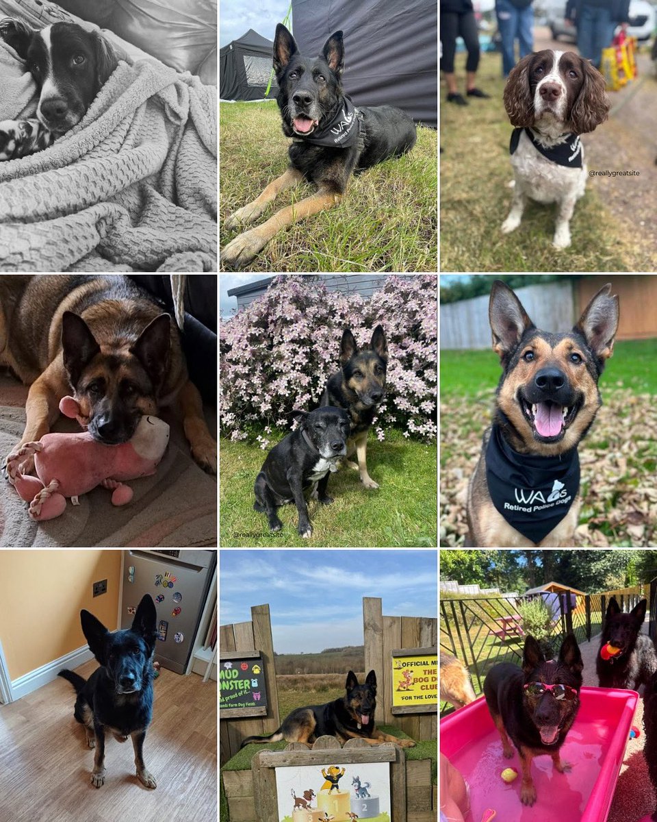 🐾 Happy National Dog Day! 🐾

Today, we celebrate all the loyal, brave, and beloved dogs, but especially our incredible retired police dogs who’ve spent their lives protecting communities across Wiltshire, Avon and Somerset and Gloucestershire 💙

From sniffing out evidence, to
