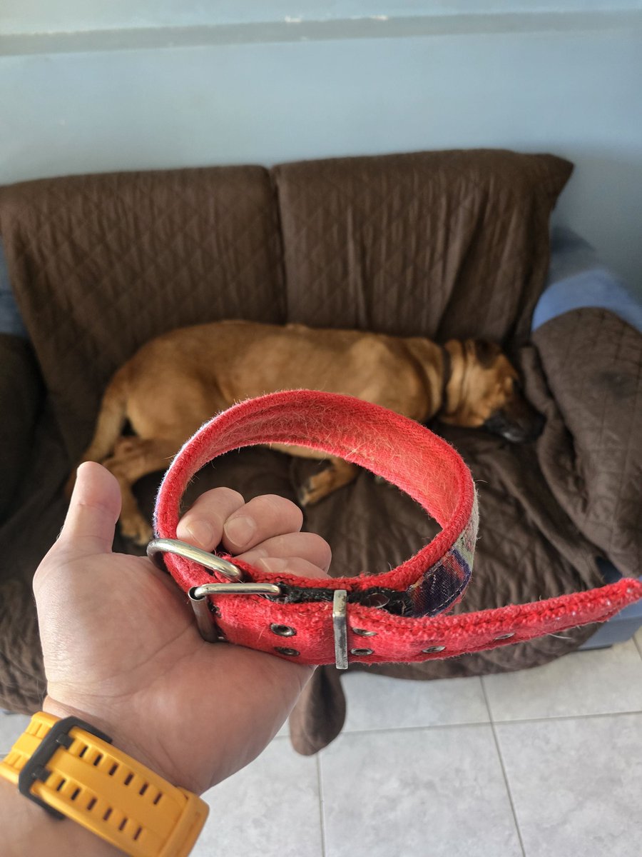 Vos que decidiste abandonarla pegándole mi num de teléfono a este collar. Espero que te arrepientas toda tu vida. Soy fiel creyente del karma. Espero que sufras el doble el significado del abandono en carne propia. Mira bien el collar ya que va a la basura, donde pertenecés.