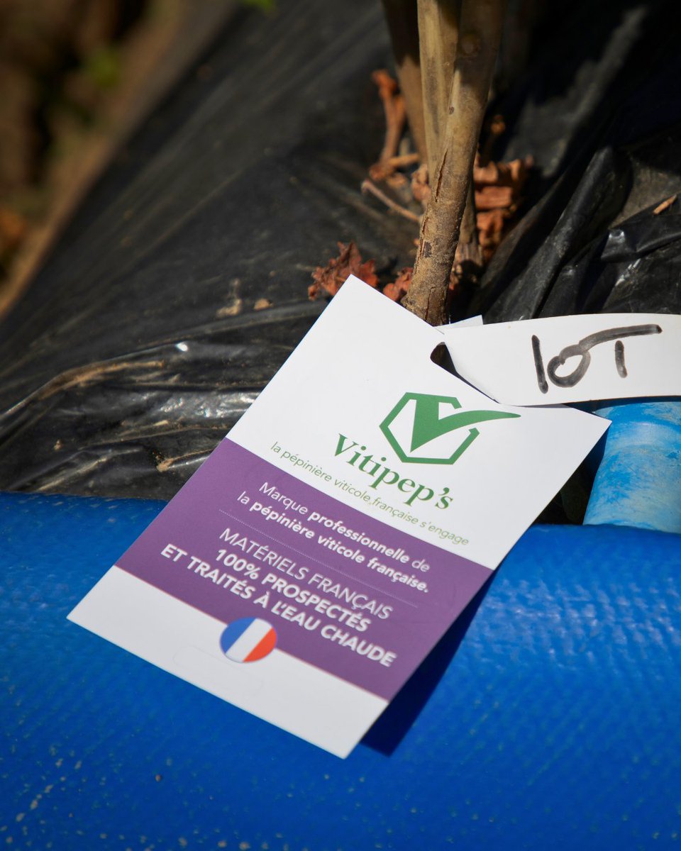 vitipeps's tweet image. 🇫🇷🍇 #Vitipeps, c’est plus qu’un label : c’est un partenaire pour la pérennité de vos vignes.
🇬🇧🍇 Vitipep's is more than just a label: it is a partner for the sustainability of your vines.

#plantdevigne #pepiniereviticole #plantfrancais  #Vineplant #frenchvineplant #vinenursery