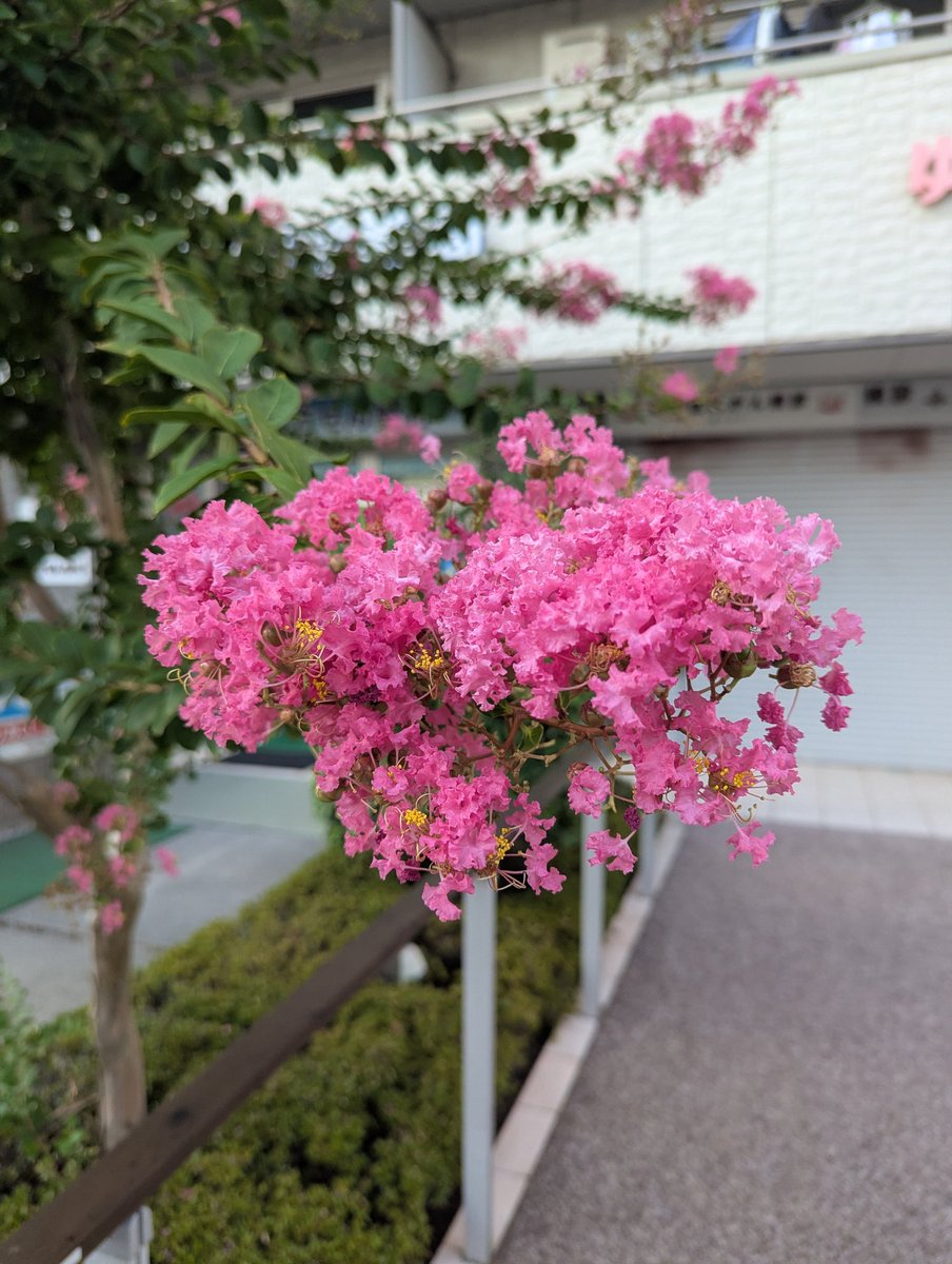 insideDimamind's tweet image. Что приятного во всей этой токийской жаре? Индийская сирень почти на каждой улице. Мир не без ярких красок)