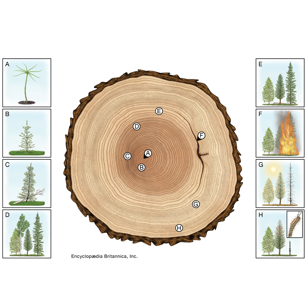 While we love a vintage-inspired 8-carat diamond set in 18k yellow gold, these are still some of our favorite rings. 🧵⬇️