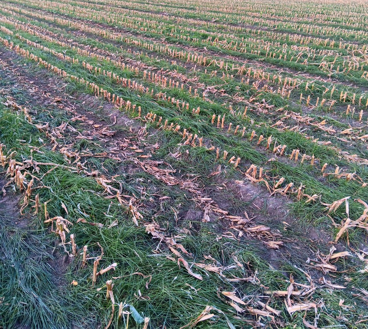 Mais eraf.De onderzaai staat er goed bij. Maar nu moet dit opnieuw worden ingezaaid vóór 1 september om in aanmerking te komen voor 'rustgewas'? Dat kan toch niet de bedoeling zijn? <a href="/RVO_Agrarisch/">RVO Agrarisch</a> <a href="/minlvvn/">Ministerie van LVVN</a> <a href="/ministerLVVN/">Femke Marije Wiersma</a> <a href="/LNVTweedeKamer/">LNV Tweede Kamer</a> <a href="/ElineVedder/">Eline Vedder</a> <a href="/Wim_Meulenkamp/">Wim Meulenkamp</a>