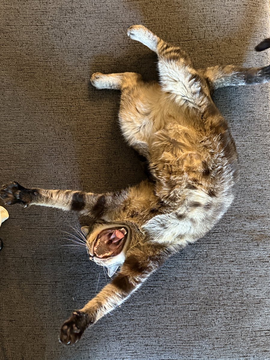 jasminekazooie's tweet image. she acts like she worked a full shift #Lazy #GoodForNothing #Mooch