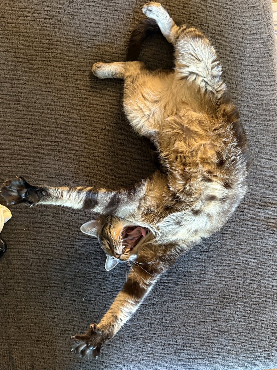 jasminekazooie's tweet image. she acts like she worked a full shift #Lazy #GoodForNothing #Mooch