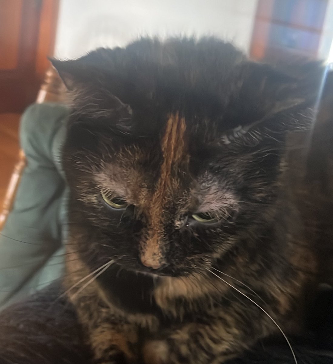 Queso is the newest rescue. He was introduced to the others yesterday. It is still a feeling out phase. 

Except for Keys. Keys wants everyone to die