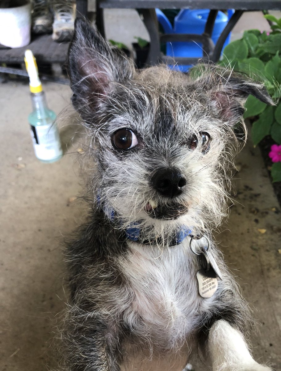 Rox (@roxuniverse) on Twitter photo <a href="/NiallHarbison/">Niall Harbison</a> Buster says “hello” to Maximus! <a href="/NiallHarbison/">Niall Harbison</a> Buster says “hello” to Maximus!
