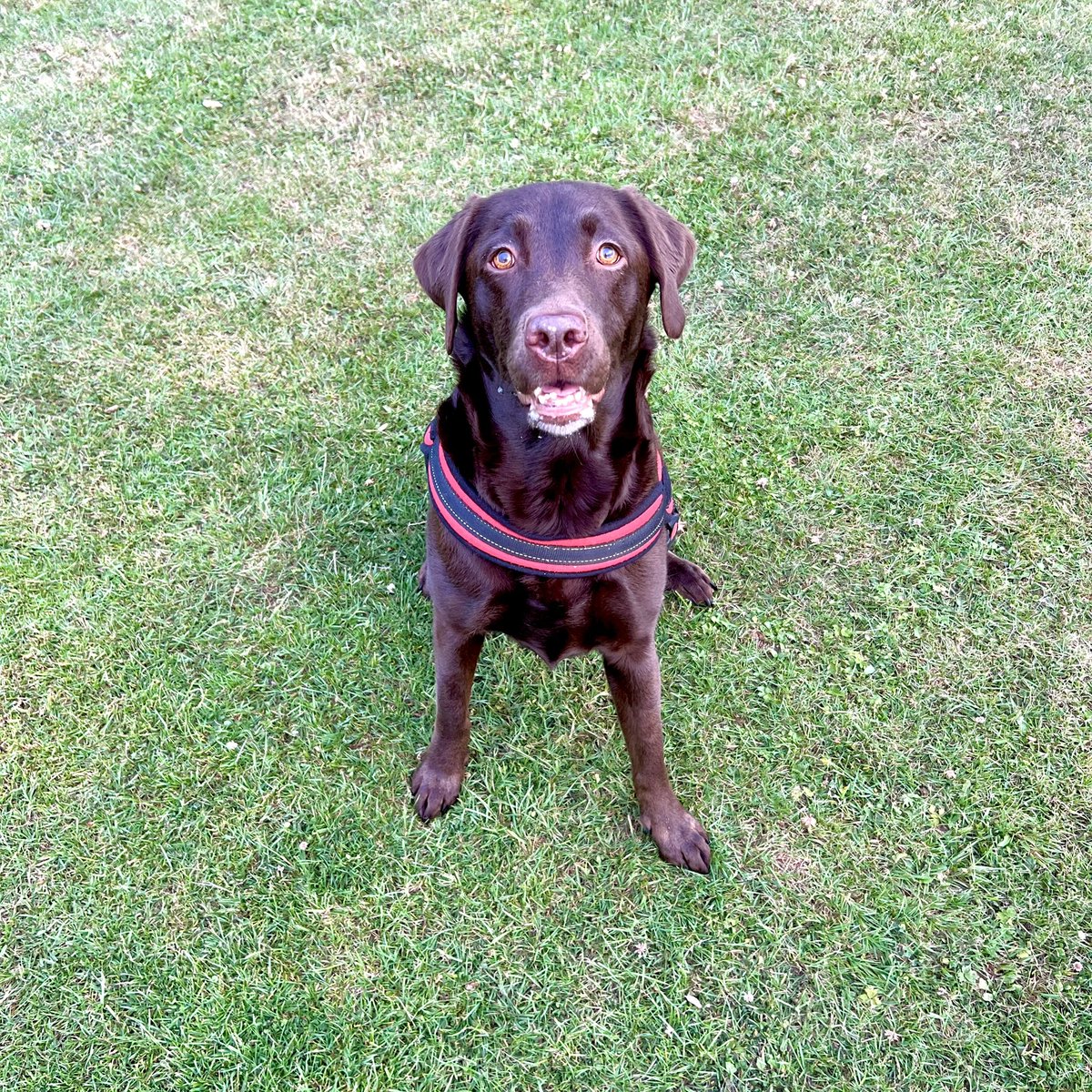 Happy #NationaDogDay 🐾
Share your doggo friends!