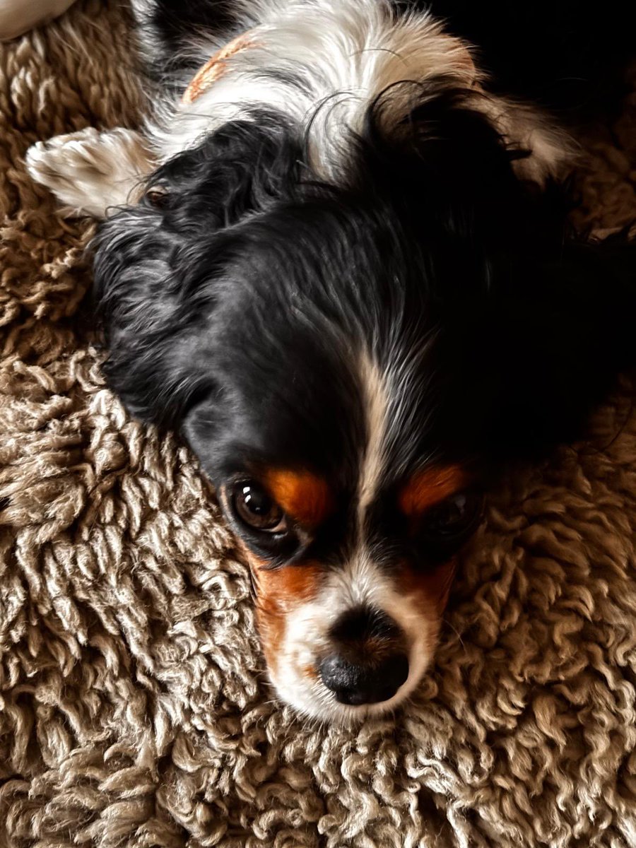 CANARY WHARF OTD 1991. Today One Canada Square by César Pelli opened on the Isle Of Dogs. Distinctive lighted pyramid roof a beacon for regeneration of the old Docklands. Largest urban regeneration project in Europe. And today, on International Dog Day, a very big lamp post.