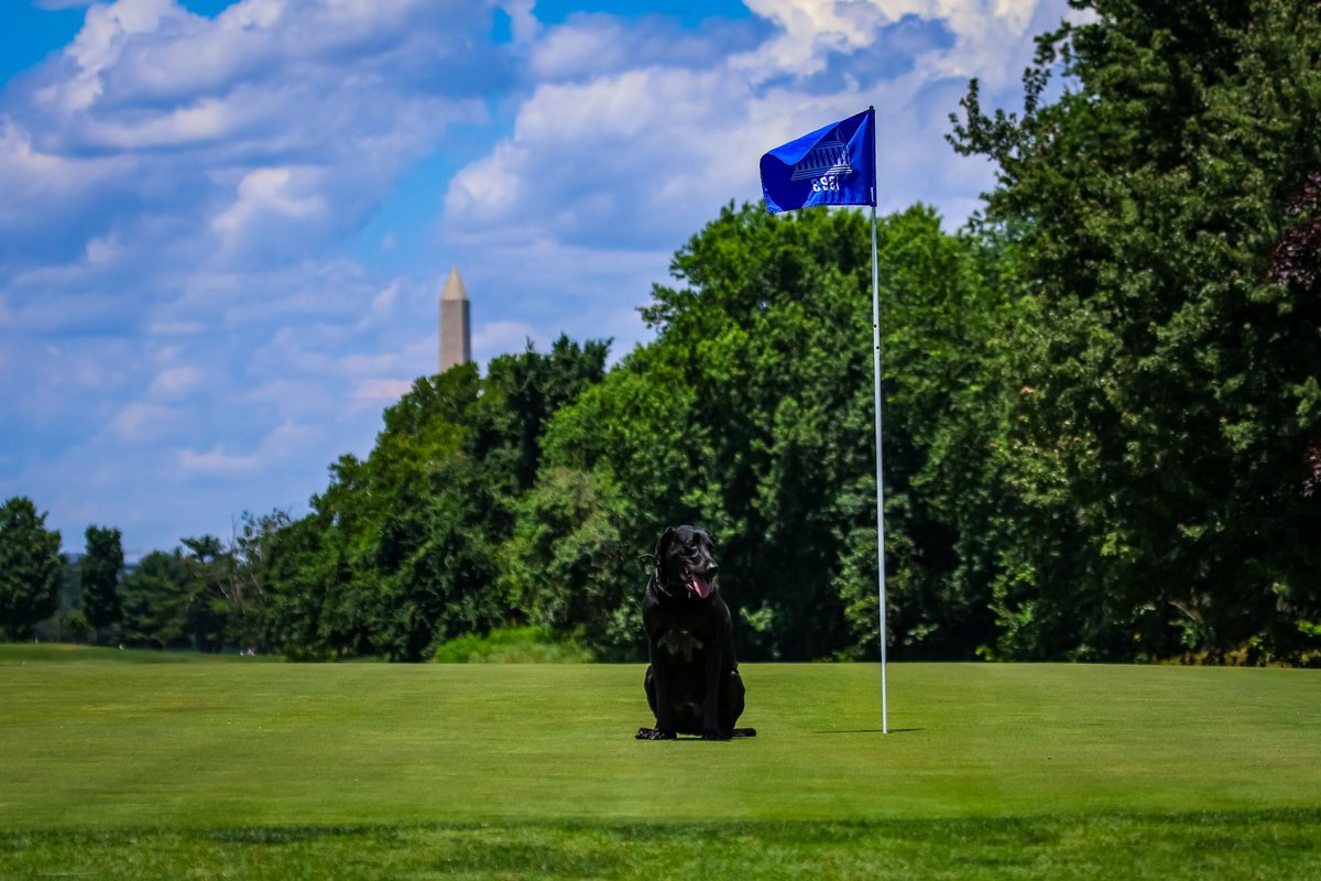 ASchilppPhoto's tweet image. #NationalDogDay 
#dogsofturf 
#gcsaa
#golfcoursedog