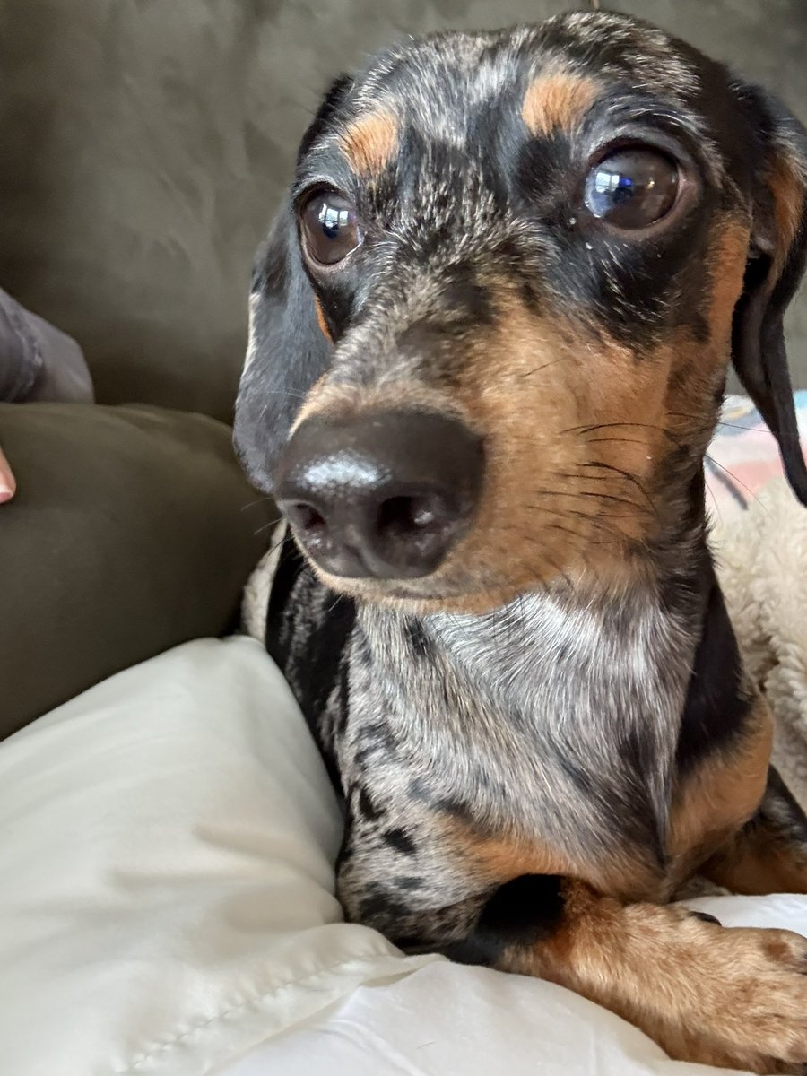 mama_c_'s tweet photo. @WillCainShow @willcain My sweet grand-dog, Huck! https://t.co/zb9R6RvjWf