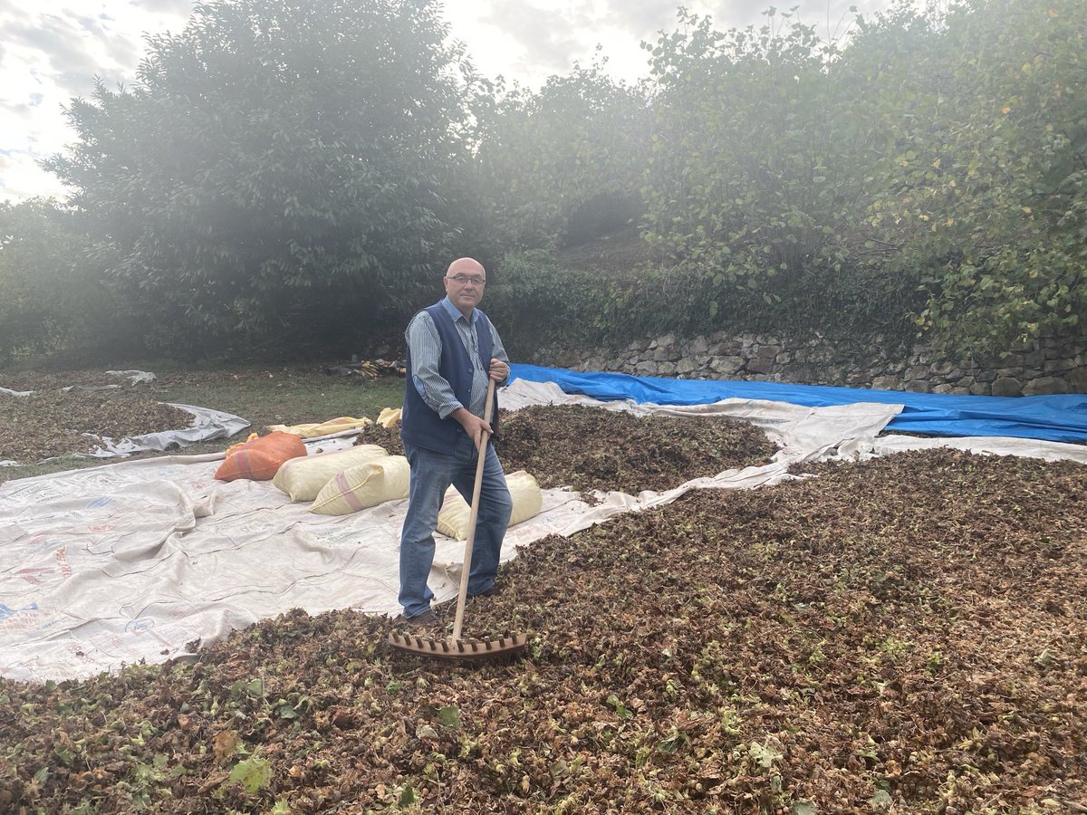 2025 yılı fındık hasat mevsimi devam ediyor son günlerde yağmur yağdı. Yağmur kurutmaya biraz engel oluyor ama üreticinin sevinci büyük çünkü bu yağmurlar gelecek sene için çok önemli. Fındık rekoltesi çok düşük ,fiyatlar biraz yükselebilir. Tüm üreticilere kolay gelsin.