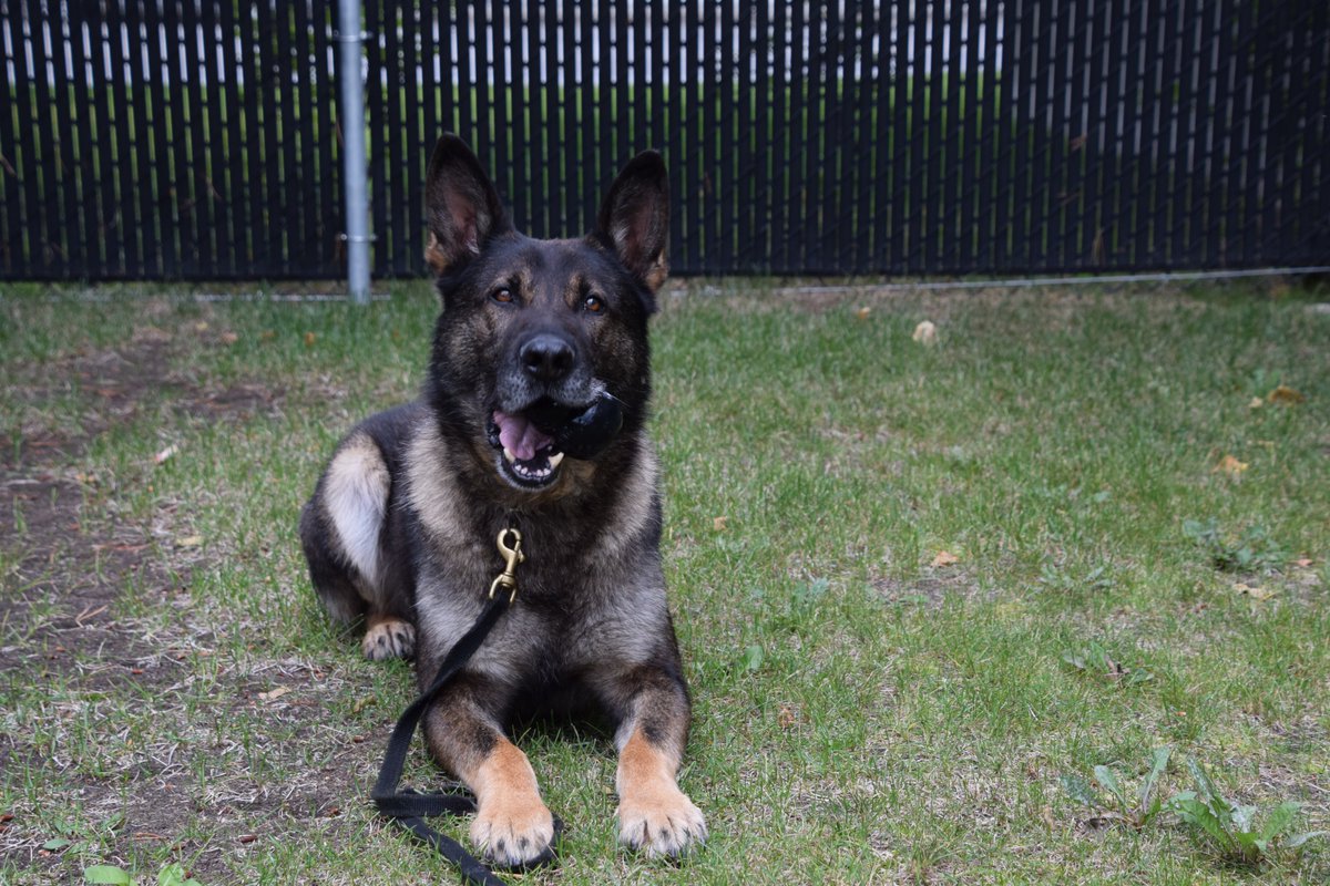 🐾Corporal Cam Long and police service dog Duke recently completed their dog handler team validation at the Police Dog Service Training Centre located in Innisfail, Alberta. On this Tuesday August 26, 2025, Happy International Dog Day!🐕‍🦺