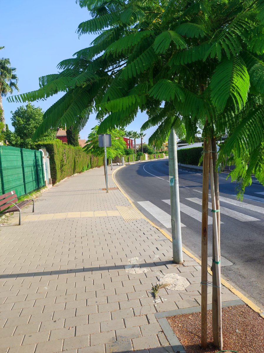 No era ni es tan difícil.
Plantados hace escasos meses, ya aportan sombra y oxígeno. Vera necesita repoblar toda su superficie, incluyendo los ardientes parques infantiles y cualquier nuevo proyecto, como la continuación del paseo marítimo.