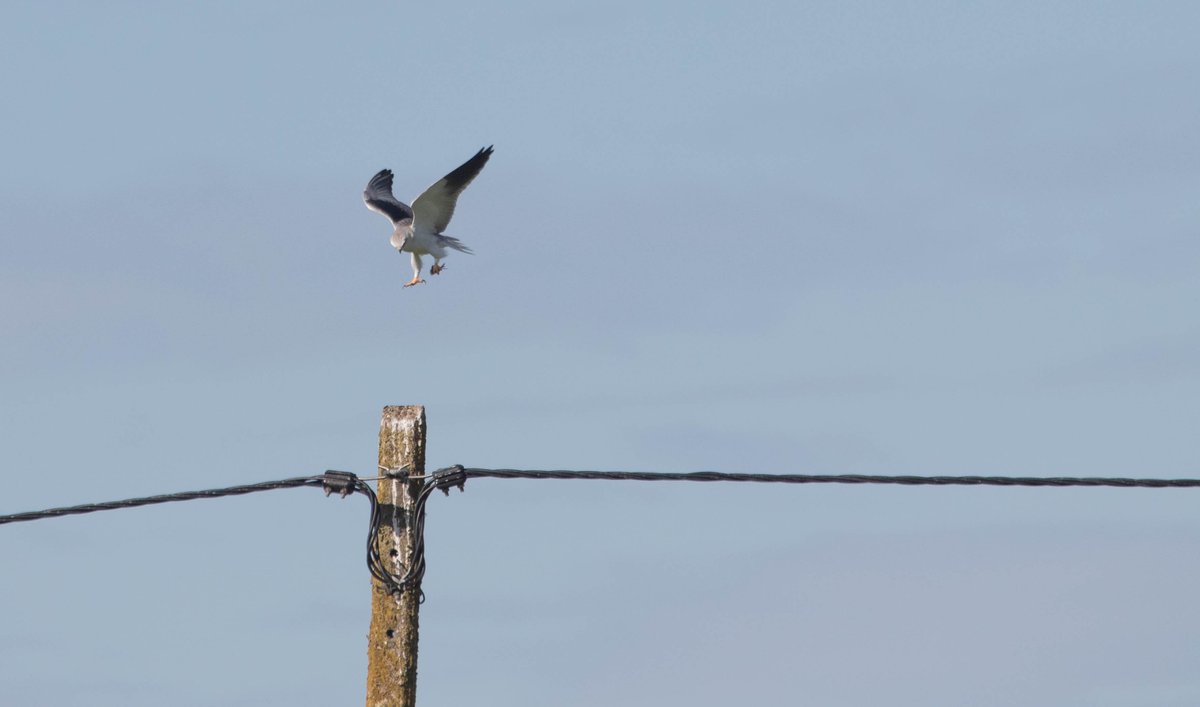 This  morning a 1cy Black-winged Kite was found a few km from my door.  Although it was not seen in the afternoon, I still decided to give it a go in the early evening. Luckily it was still present and quite busy  eating its prey. No more than a scarcity these days, but still...