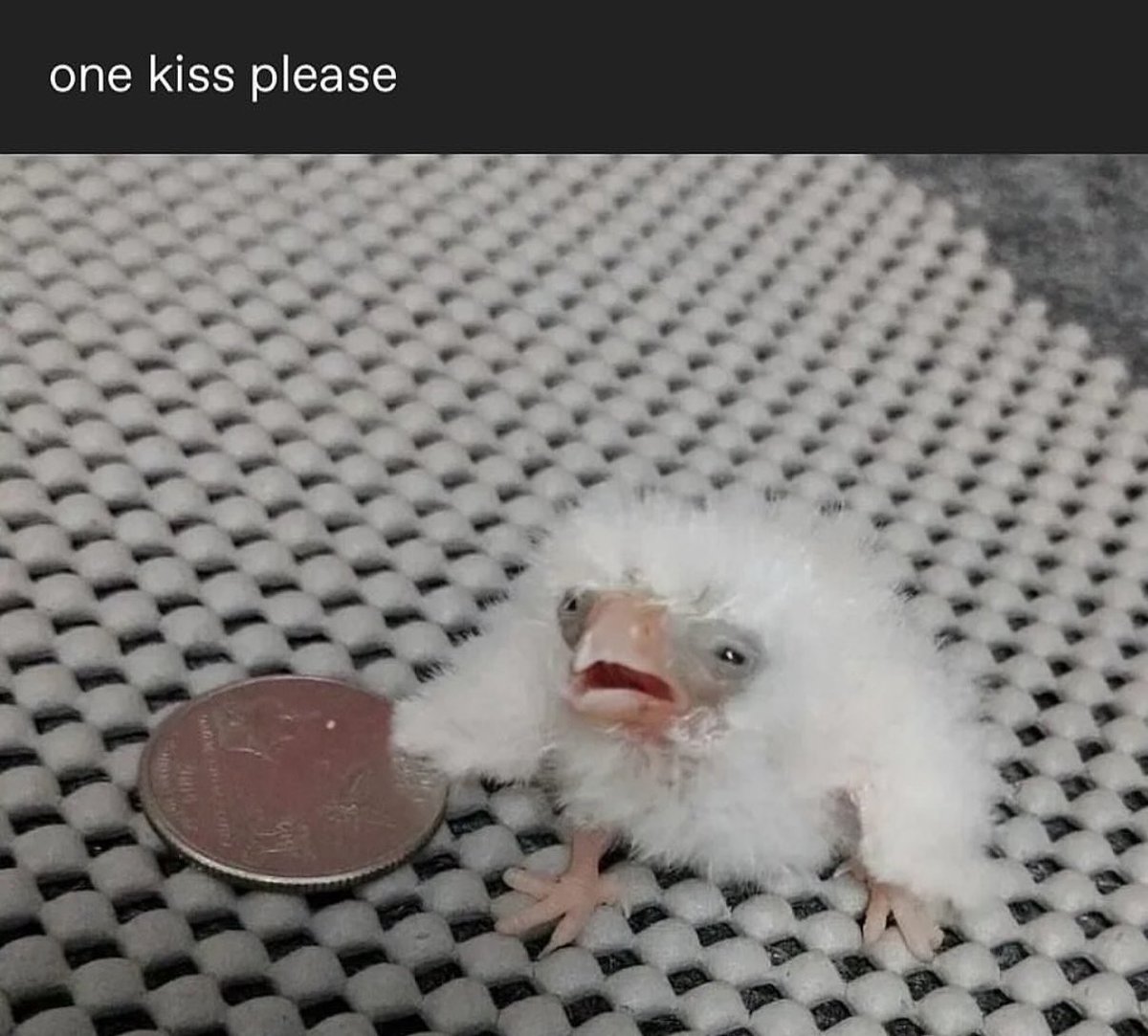 Baked 🍁 Lizonya 🍁 🦝 🦛 (@lizbeenhonesty) on Twitter photo 